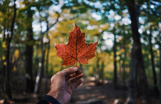 Getting a Visitor Visa Without a Relative in Canada